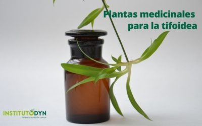 Plantas medicinales para eliminar la tifoidea